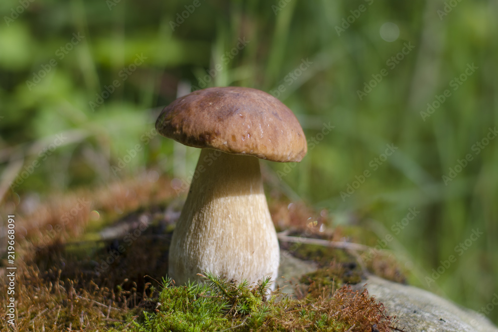 Mushroom on the edge of the forest Mushroom on the edge of the forest