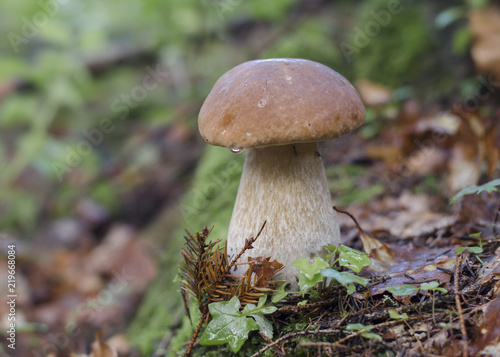 Porcini in the forest