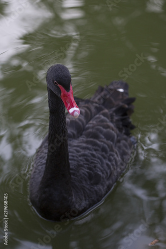 beautiful black swan in a lake