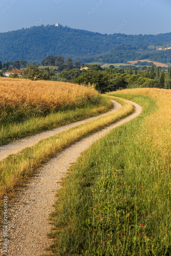 Fields of wheat and rye on the sunny slopes of Tuscany. Italy. Fields of wheat and rye on the sunny slopes of Tuscany. Italy.
