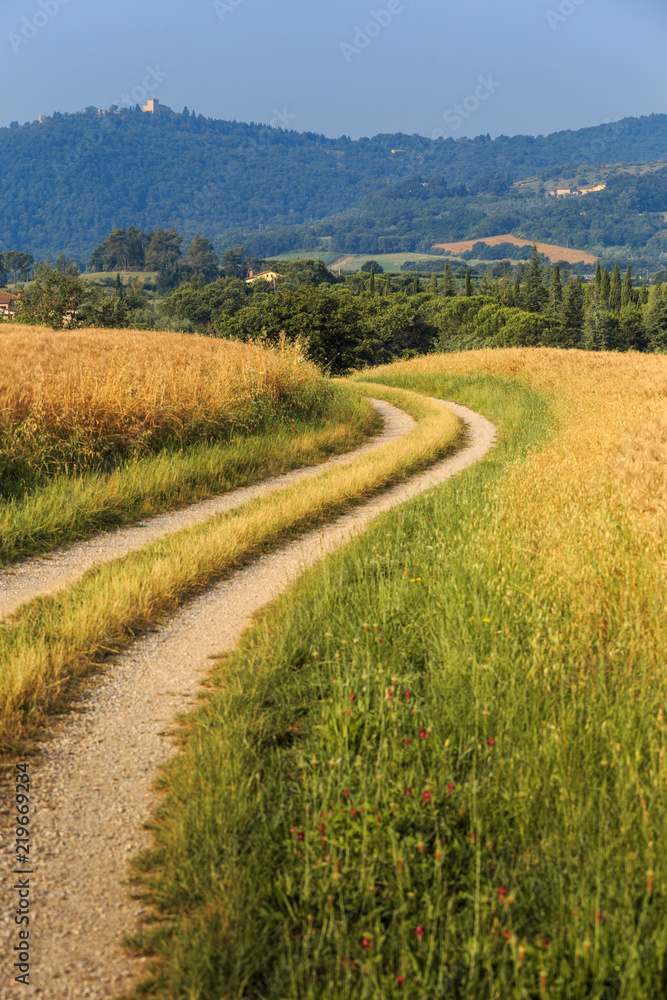 Fields of wheat and rye on the sunny slopes of Tuscany. Italy.