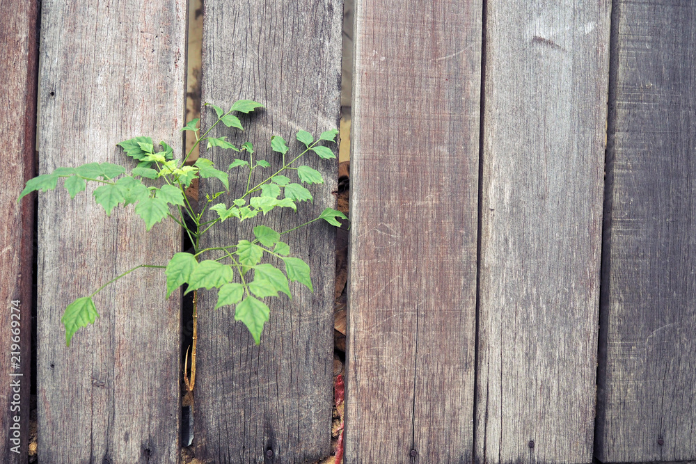 Wooden fence with trees. background. Wooden fence with trees. background.