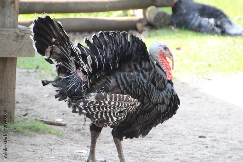 Male Turkey, Fort Edmonton Park, Edmonton, Alberta