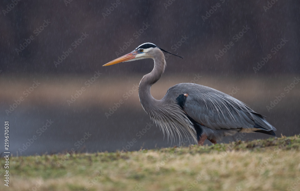 Obraz premium Great Blue Heron 