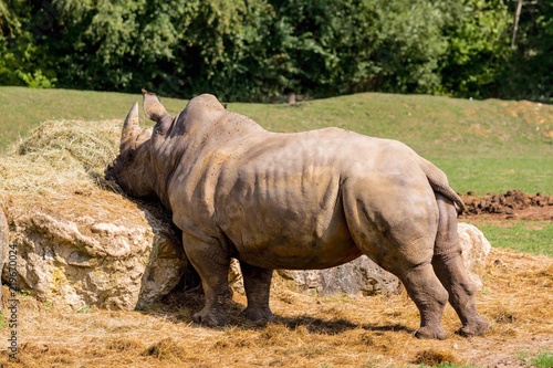 Rhino affamé