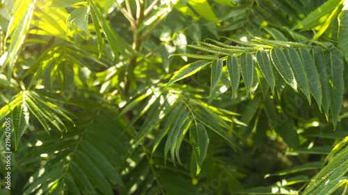 Tree branch  green leaves  natural background