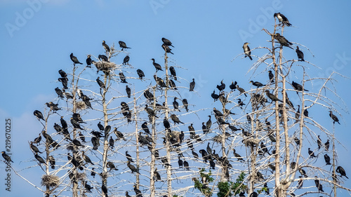 The great black cormorant (...