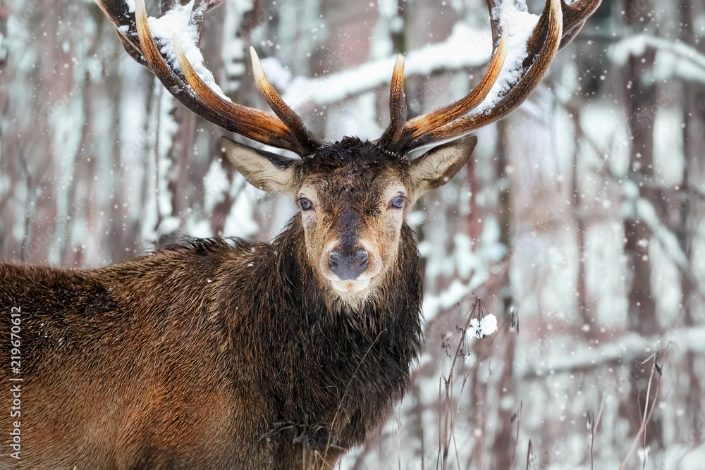 Noble deer male in the winter snow forest. Artistic winter