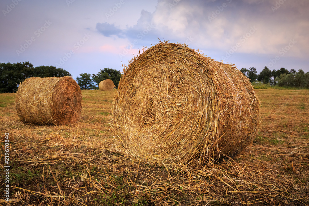 Round straw bales in Tuscany on sunset. June harvest. Italy.