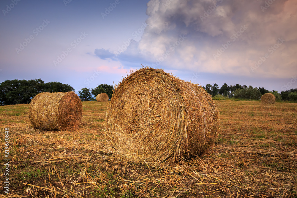 Round straw bales in Tuscany on sunset. June harvest. Italy.