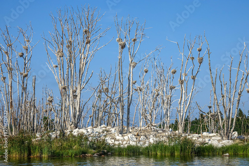 Dead island. Cormorant bird...