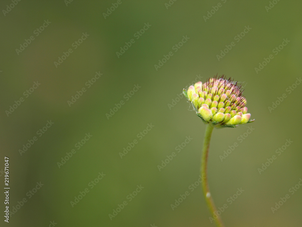 Flor Flor