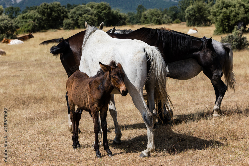 Horse by the fields of Salamanca, Spain, under the summer sun. Horse by the fields of Salamanca, Spain, under the summer sun.