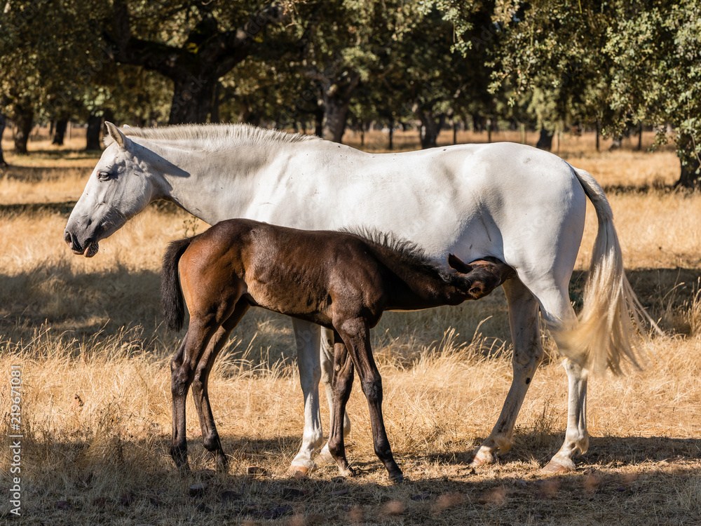 Horse by the fields of Salamanca, Spain, under the summer sun.