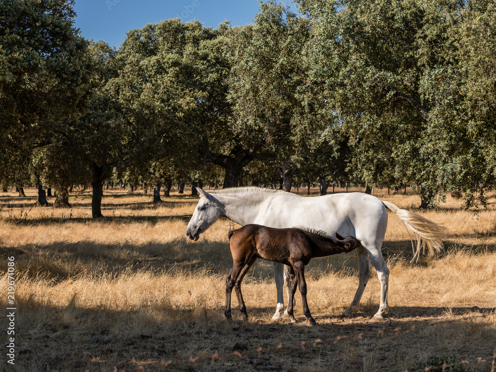 Fototapeta premium Horse by the fields of Salamanca, Spain, under the summer sun.