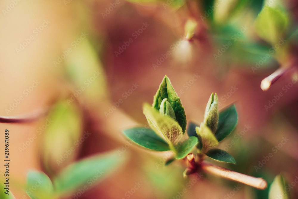 nature background nature background