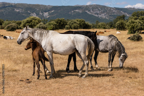 Fototapeta Naklejka Na Ścianę i Meble -  Horse by the fields of Salamanca, Spain, under the summer sun.