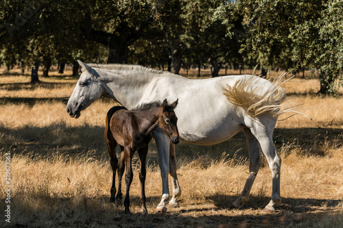 Horse by the fields of Salamanca, Spain, under the summer sun. © josevgluis