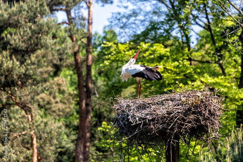 White stork bill-clattering