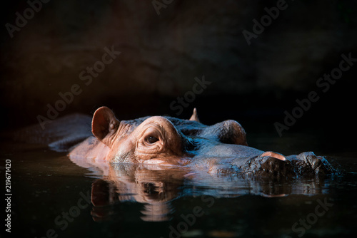Portrait of a hippo with sunset light lying in water full of water hyacinths dark tone. The common hippopotamus (Hippopotamus amphibius), or hippo lying in water. Portrait of a hippo.