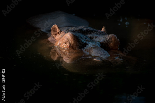 Canvas Print Portrait of a hippo with sunset light lying in water full of water hyacinths dark tone