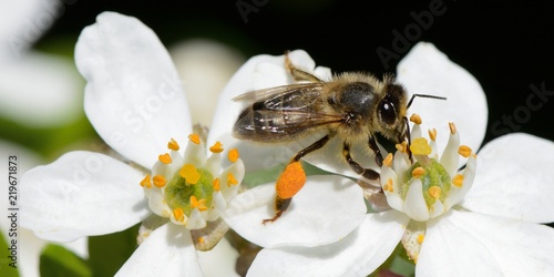 abeille sur une fleur de CHOISYA