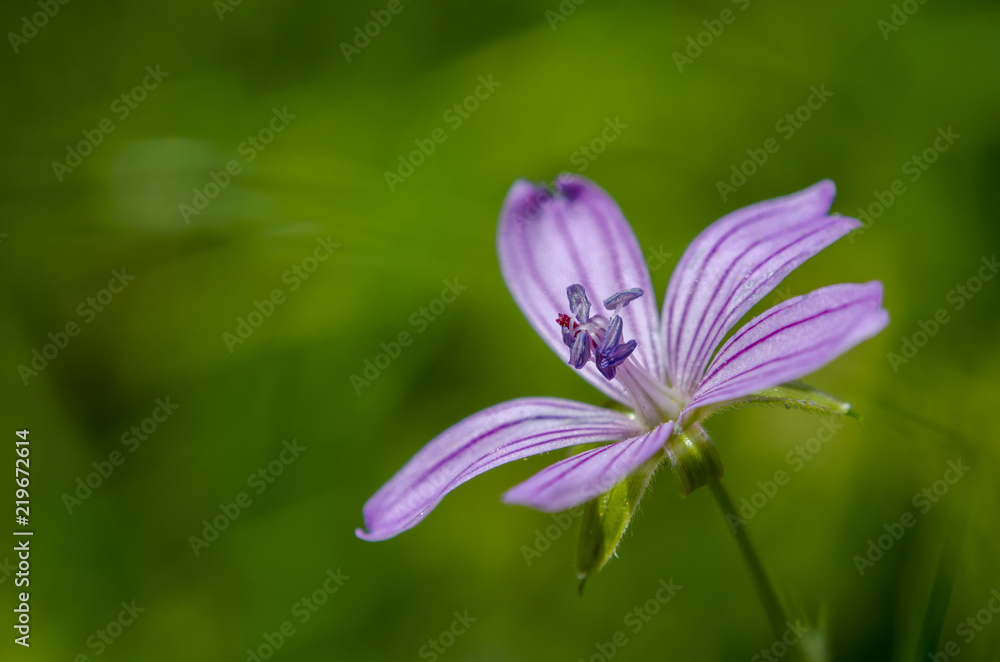 Flower Flower