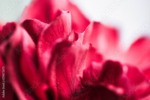 Red rose abstract closeup