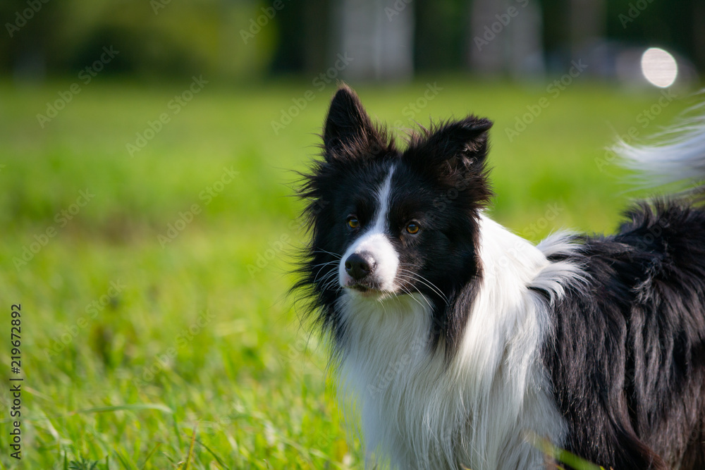 Young energetic dog on a walk.  Border Collie. Sunstroke, health of pets in the summer.  How to protect your dog from overheating.Training of dogs.  Whiskers, portrait, closeup. Enjoying, playing 
