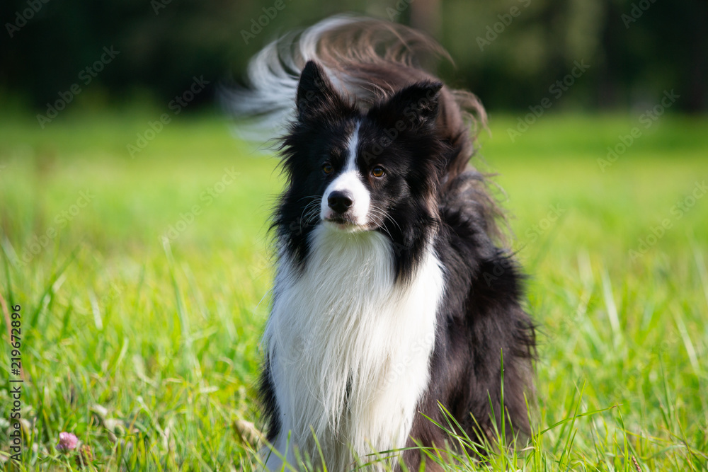 Young energetic dog on a walk.  Border Collie. Sunstroke, health of pets in the summer.  How to protect your dog from overheating.Training of dogs.  Whiskers, portrait, closeup. Enjoying, playing 