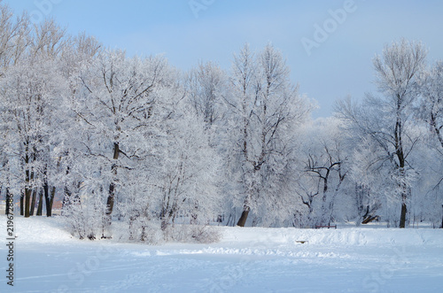 Cold winter in the woods. © borroko72