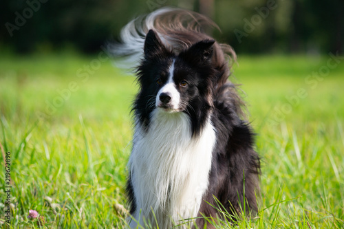 Young energetic dog on a walk.  Border Collie. Sunstroke, health of pets in the summer.  How to protect your dog from overheating.Training of dogs.  Whiskers, portrait, closeup. Enjoying, playing  © Таисья Корчак