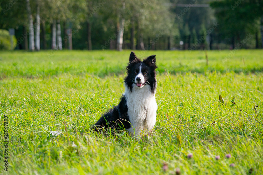 Young energetic dog on a walk.  Border Collie. Sunstroke, health of pets in the summer.  How to protect your dog from overheating.Training of dogs.  Whiskers, portrait, closeup. Enjoying, playing 