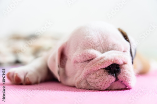 English bulldog lying on color background. Close-up photo.white puppy sleeping .