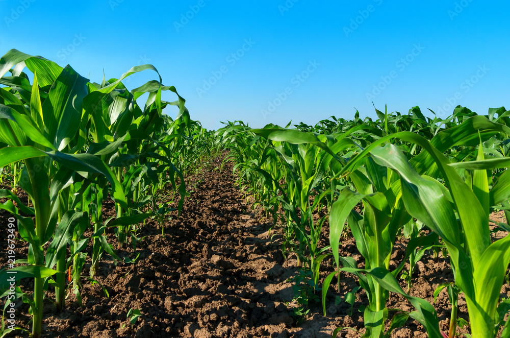 Cultivated young corn
