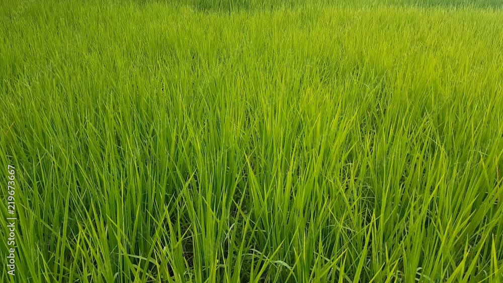 pan shot from left to right of rice field. Using gimbal equipment to shoot this footage. pan shot from left to right of rice field. Using gimbal equipment to shoot this footage.