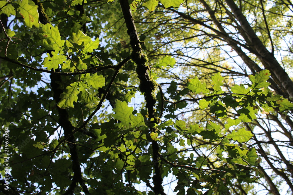 Fototapeta premium looking through branches