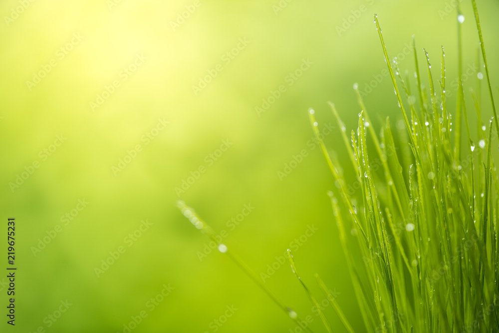 Obraz premium green grass with water drops bright sunlight, green nature background, summer meadow sunrise