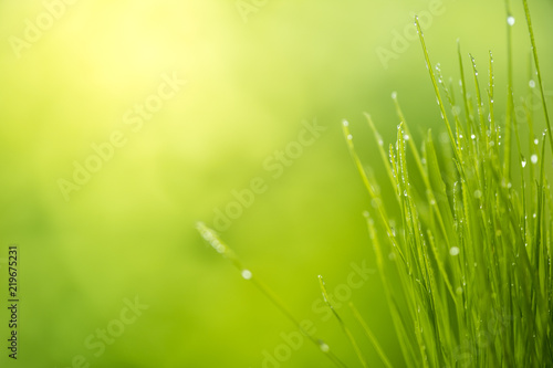 green grass with water drops bright sunlight, green nature background, summer meadow sunrise