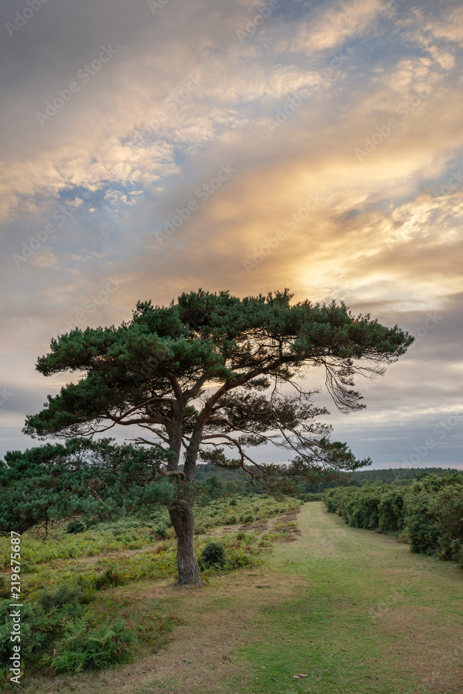 Stunning Summer sunset landscape image of Bratley View in New Forest National Park England Stunning Summer sunset landscape image of Bratley View in New Forest National Park England