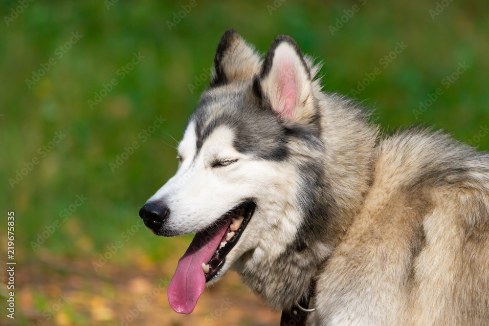 Young energetic dog on a walk.  Siberian husky. Sunstroke, health of pets in the summer.  How to protect your dog from overheating.Training of dogs.  Whiskers, portrait, closeup. Enjoying, playing 