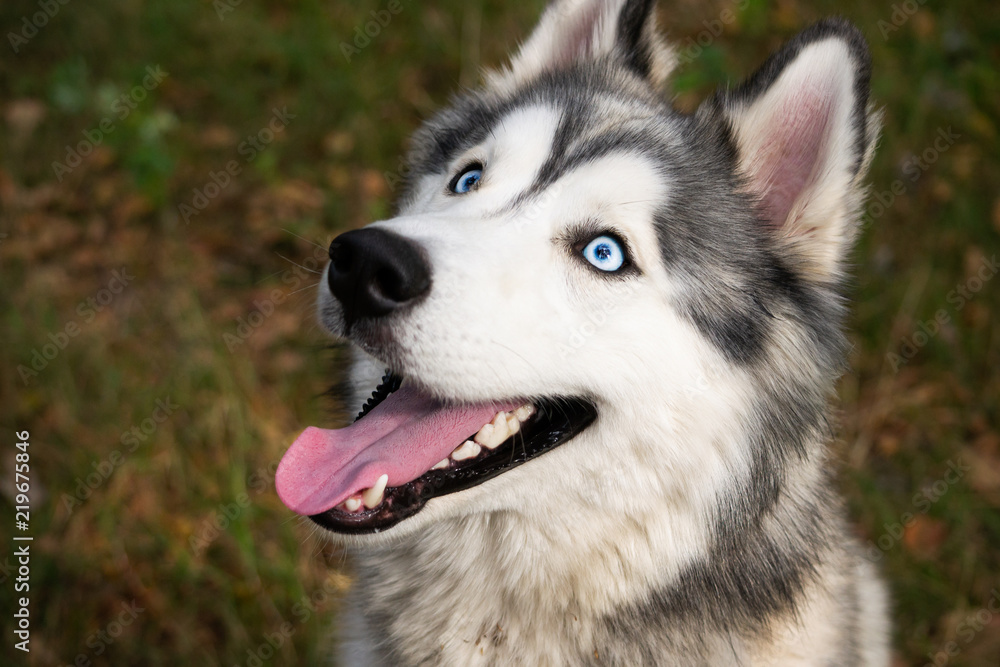 Young energetic dog on a walk. Siberian husky. Sunstroke, health of pets in the summer. How to protect your dog from overheating.Training of dogs. Whiskers, portrait, closeup. Enjoying, playing Young energetic dog on a walk. Siberian husky. Sunstroke, health of pets in the summer. How to protect your dog from overheating.Training of dogs. Whiskers, portrait, closeup. Enjoying, playing