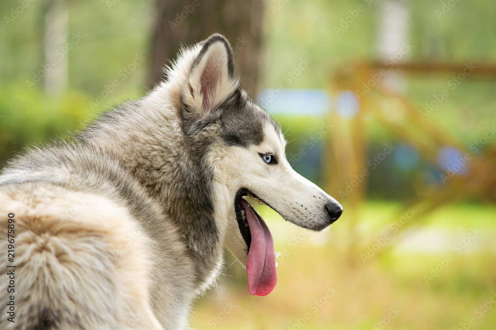 Obraz premium Young energetic dog on a walk. Siberian husky. Sunstroke, health of pets in the summer. How to protect your dog from overheating.Training of dogs. Whiskers, portrait, closeup. Enjoying, playing 