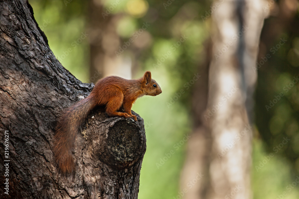 Obraz premium Squirrel on the tree