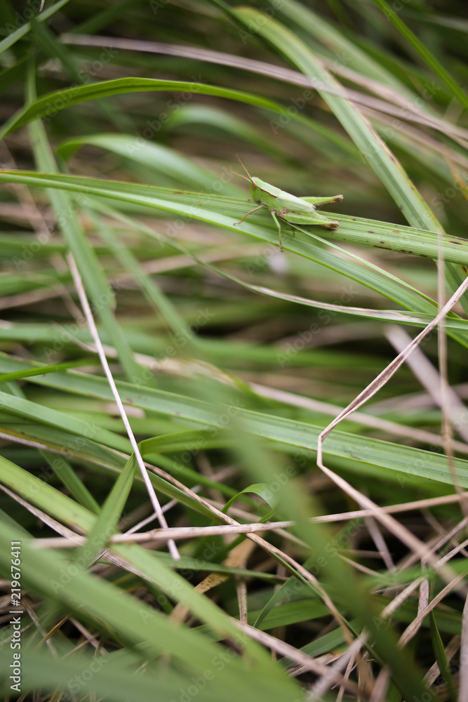 A Green Grasshopper sitting on a Blade of Grass A Green Grasshopper sitting on a Blade of Grass