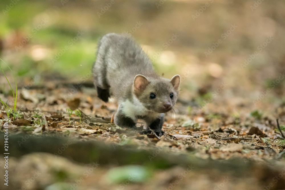 Obraz premium Stone marten, Martes foina, with clear green background. Detail portrait of forest animal. Small predator sitting on the beautiful green mossy tree trunk in the forest.