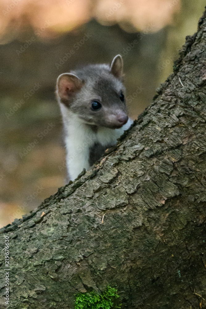 Stone marten, Martes foina, with clear green background. Detail portrait of forest animal. Small predator sitting on the beautiful green mossy tree trunk in the forest. Stone marten, Martes foina, with clear green background. Detail portrait of forest animal. Small predator sitting on the beautiful green mossy tree trunk in the forest.