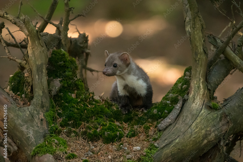Obraz premium Stone marten, Martes foina, with clear green background. Detail portrait of forest animal. Small predator sitting on the beautiful green mossy tree trunk in the forest.