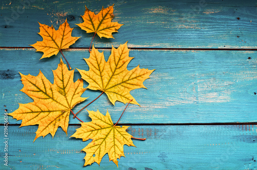 Autumn background with colorful fall maple leaves on blue wooden table