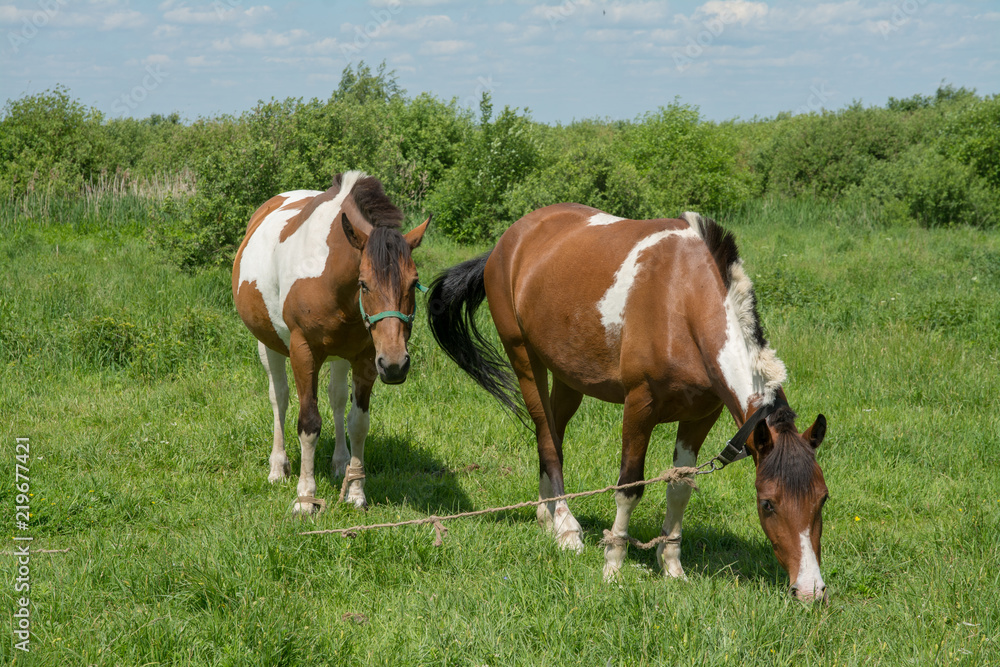 Two horses grazing in a meadow on a sunny summer day Two horses grazing in a meadow on a sunny summer day